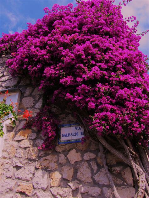 Naples' Magical Flowees: A Delight for the Senses